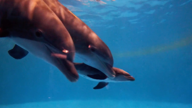 Tapeko, Allie and Allie's calf.